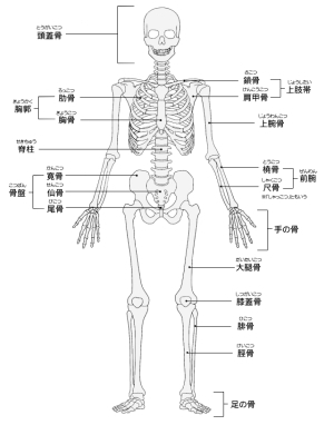 骨格について 骨格図 正面