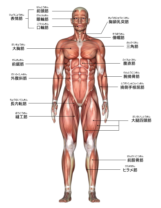 筋肉について 骨格筋図 正面