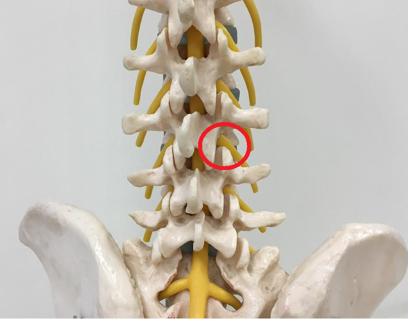 脊柱管狭窄症 腰椎椎間板ヘルニアの手術とは Ar Ex 尾山台整形外科