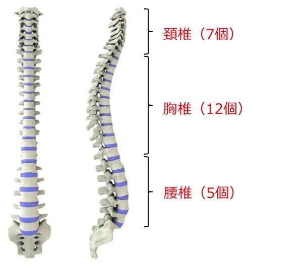 椎間関節性腰痛 | アレックス脊椎クリニック