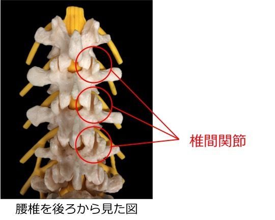 「椎間関節」の画像検索結果
