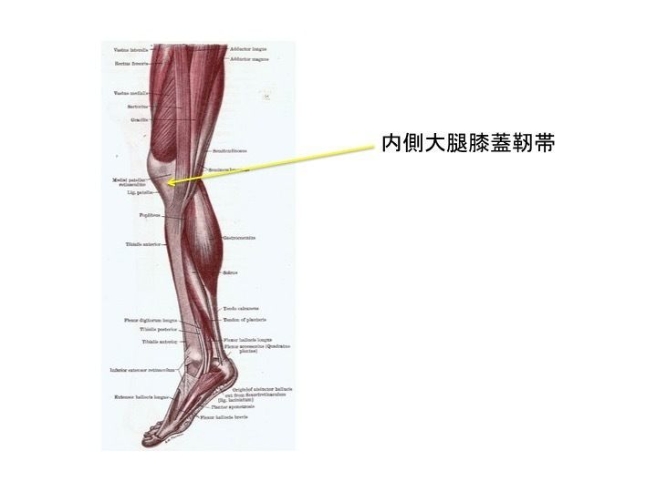 内側膝蓋大腿靭帯 Mpfl 損傷 Ar Ex 尾山台整形外科