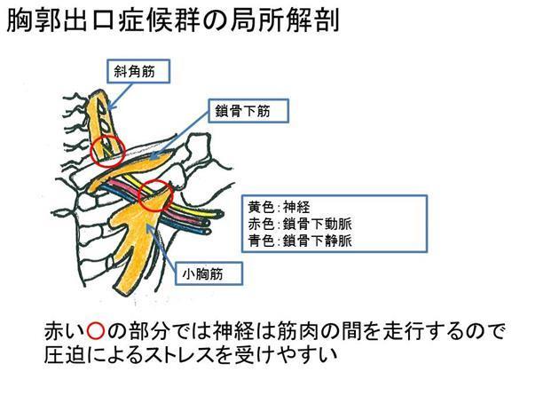 信州運動器リハビリテーション主催の特別定例会 研修会 参加報告 上田整形外科内科