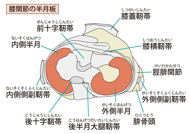 小売業者 変形性膝関節症（右足用） 膝が曲がらなくてもこげる 優U 半月板損傷 膝靭帯損傷