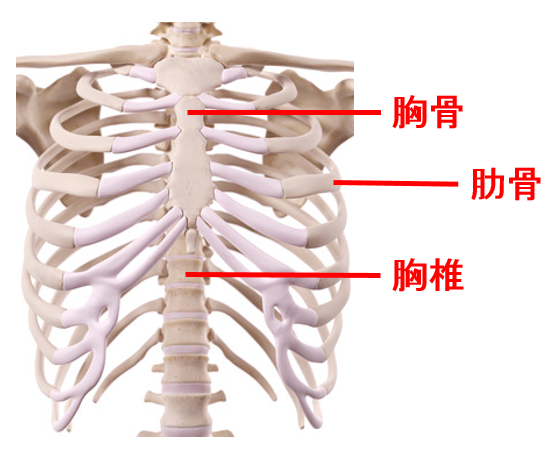 腰痛と胸郭可動性の関係性 胸郭のストレッチについて アレックス脊椎クリニック