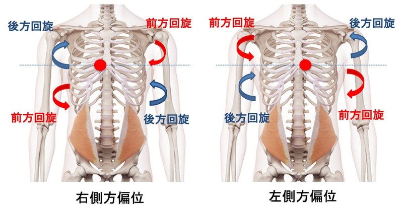 胸郭運動システムアプローチ講座 参加報告 | AR-Ex Medical Group