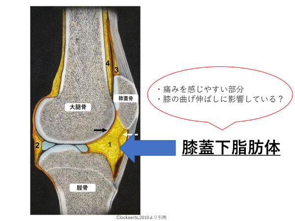 第31回 日本整形外科超音波学会 学術報告 Ar Ex 尾山台整形外科