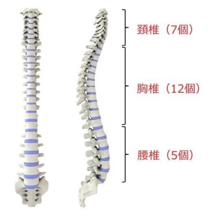 脊椎圧迫骨折の治療とそのリハビリテーション | アレックス脊椎クリニック