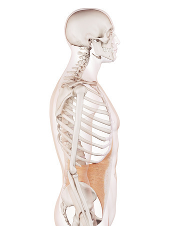 腰痛と体幹深部筋機能 アレックス脊椎クリニック