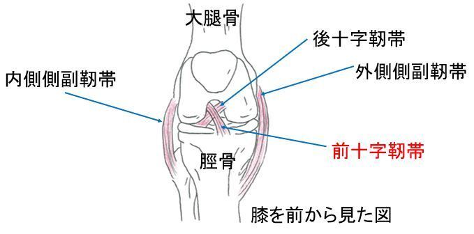 ニーブレス　前十字靭帯　左足