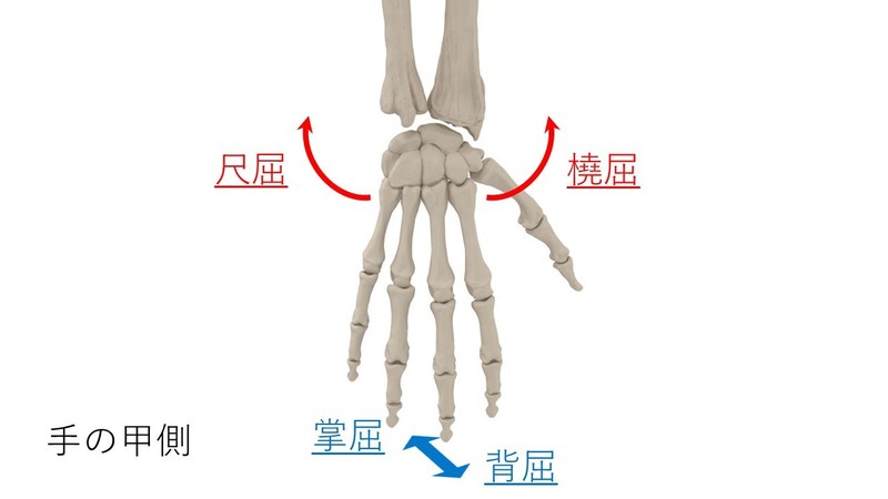 根 関節 手 橈骨 【手根骨と手首の動き】手首の動かしづらさや詰まり感の原因は？