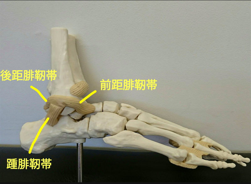 足関節外側靭帯損傷の手術 Ar Ex 尾山台整形外科