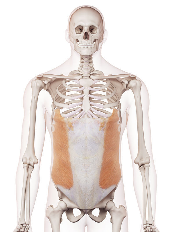 デスクワークので腰痛の体幹エクササイズ 都立大整形外科クリニック