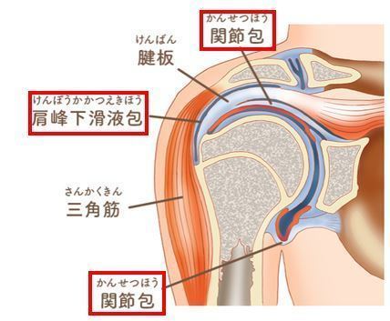 非観血的肩関節授動術（サイレントマニュピレーション） | 上田整形