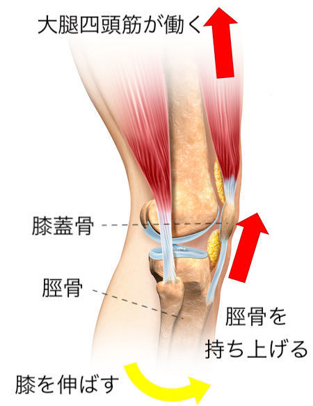 ジャンパー膝の原因と治療法 佐久平整形外科クリニック