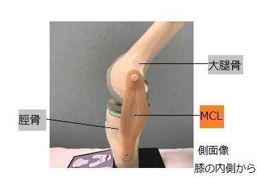 膝関節内側側副靭帯損傷 Ar Ex 尾山台整形外科