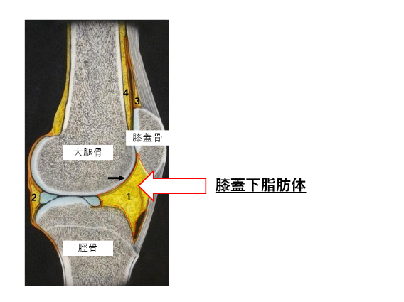 トップ 肘関節外科の実際 私のアプロ… : Elbow the of Surgery