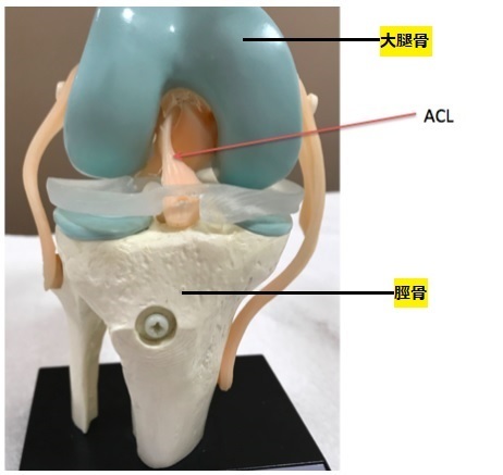 膝前十字靭帯損傷：スポーツによる膝の怪我 | AR-Ex 尾山台整形外科