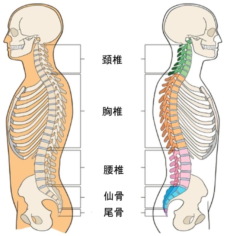 脊椎 | さいたま整形外科クリニック