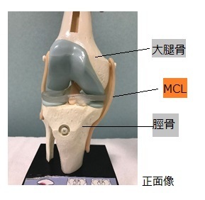 膝関節内側側副靭帯損傷 Ar Ex 尾山台整形外科
