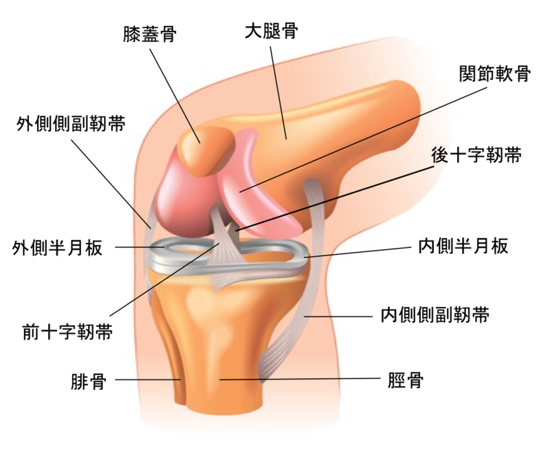 内側 曲げる の 痛い 膝 と 膝の内側が曲げると痛いときは鵞足炎かも！？
