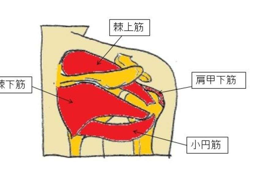 肩の腱が切れた(肩腱板断裂) | AR-Ex 尾山台整形外科