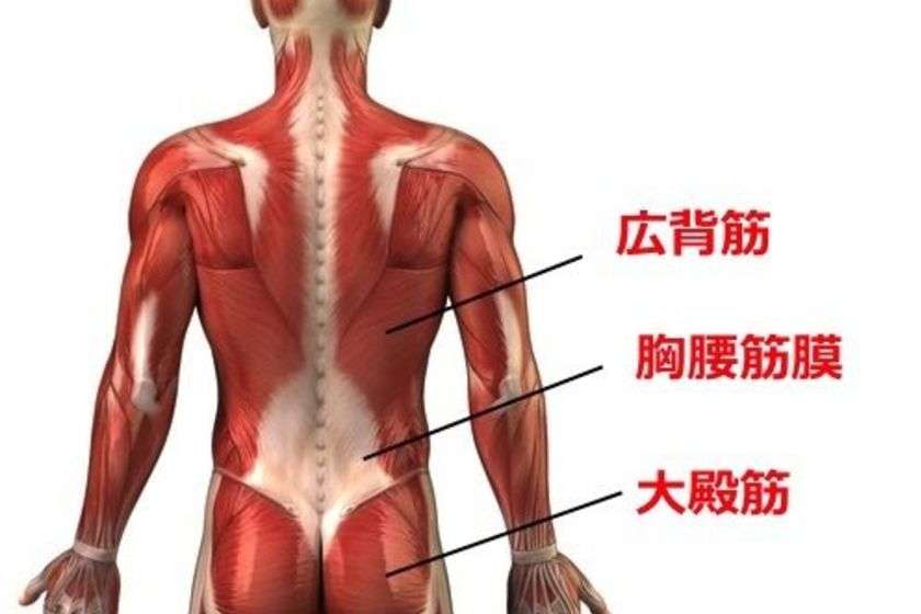 筋筋膜性腰痛の症状とその対処法 ストレッチについて アレックス脊椎クリニック