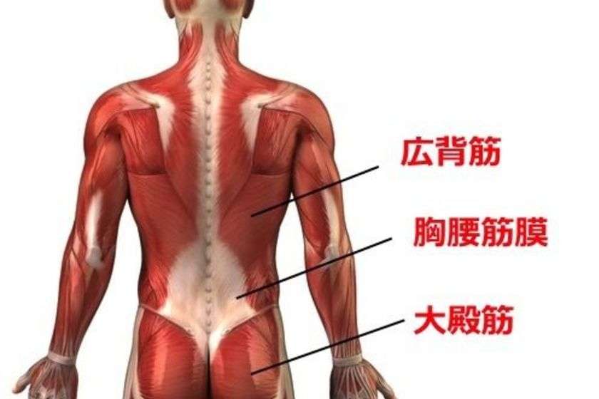 筋筋膜性腰痛 アレックス脊椎クリニック